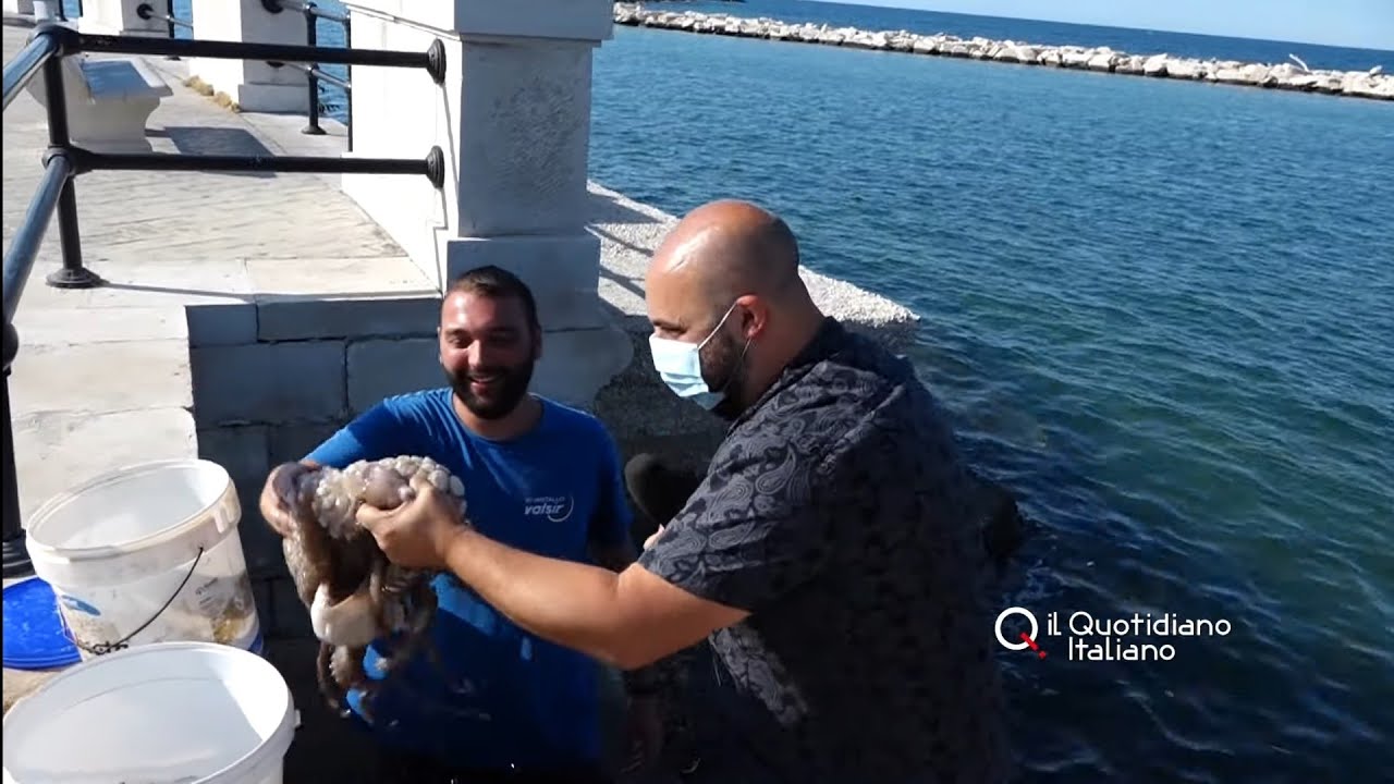 Bari, morso in testa e movimento ondulatorio: Francesco doma a mani nude il polpo da 5 chili