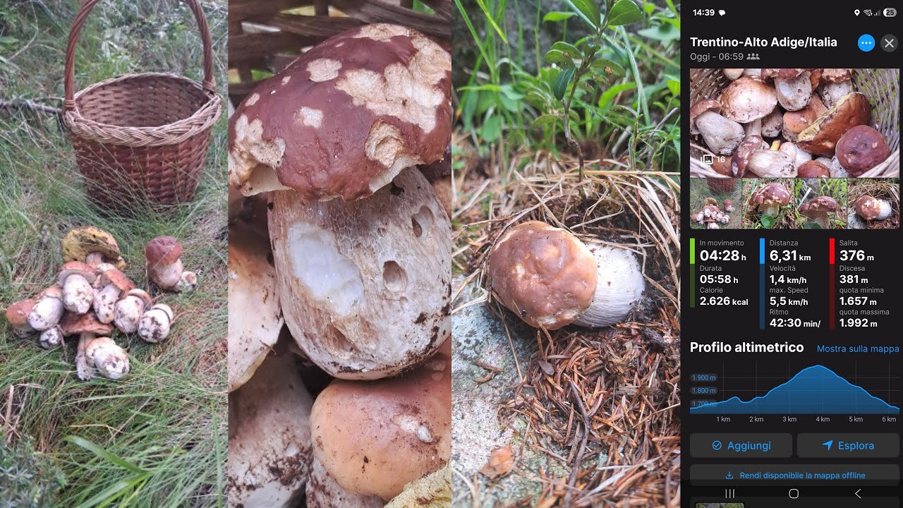 Porcini d'alta quota 3 agosto 2025 oggi caccia ai porcini giganti in quota !!
