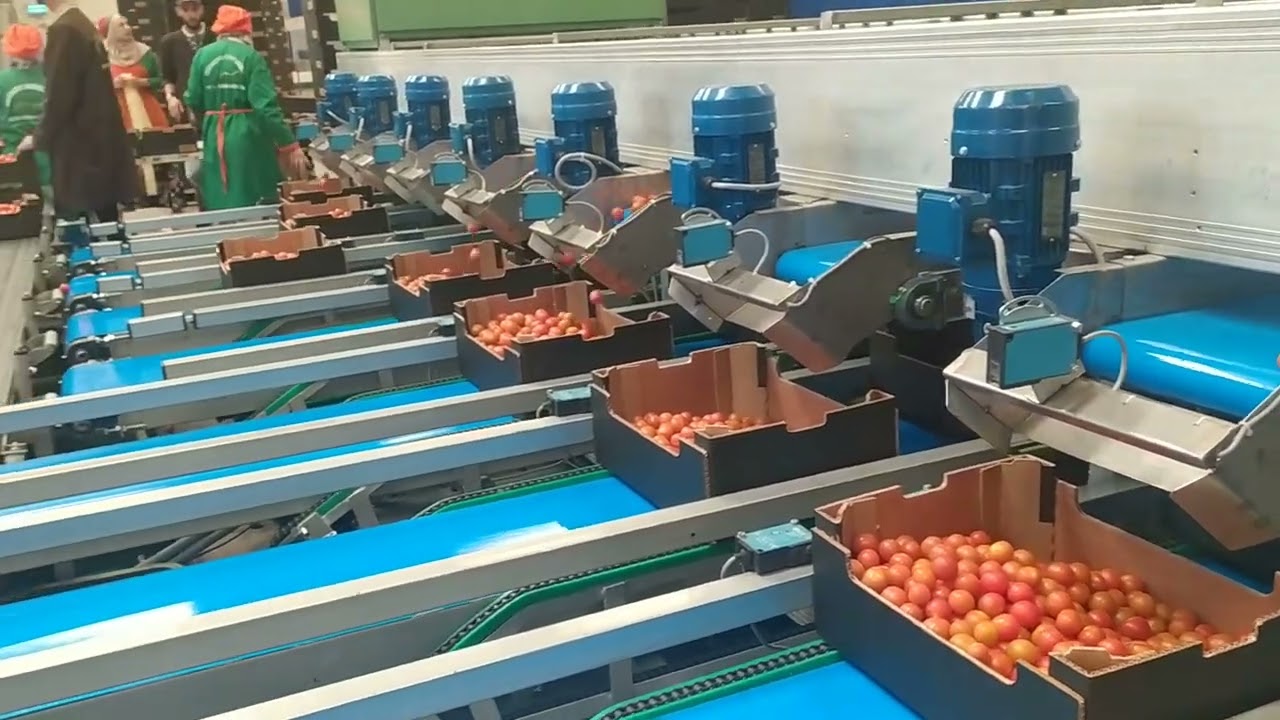 calibreuse _ tomate cerise 🍅🍅