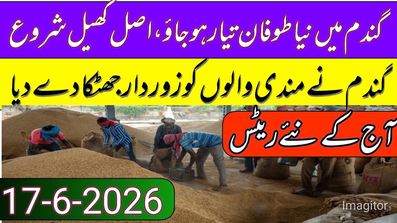 New Gandum Rates Today 2026 || New Wheat Price Today || Gundam kay RatesToday 2026