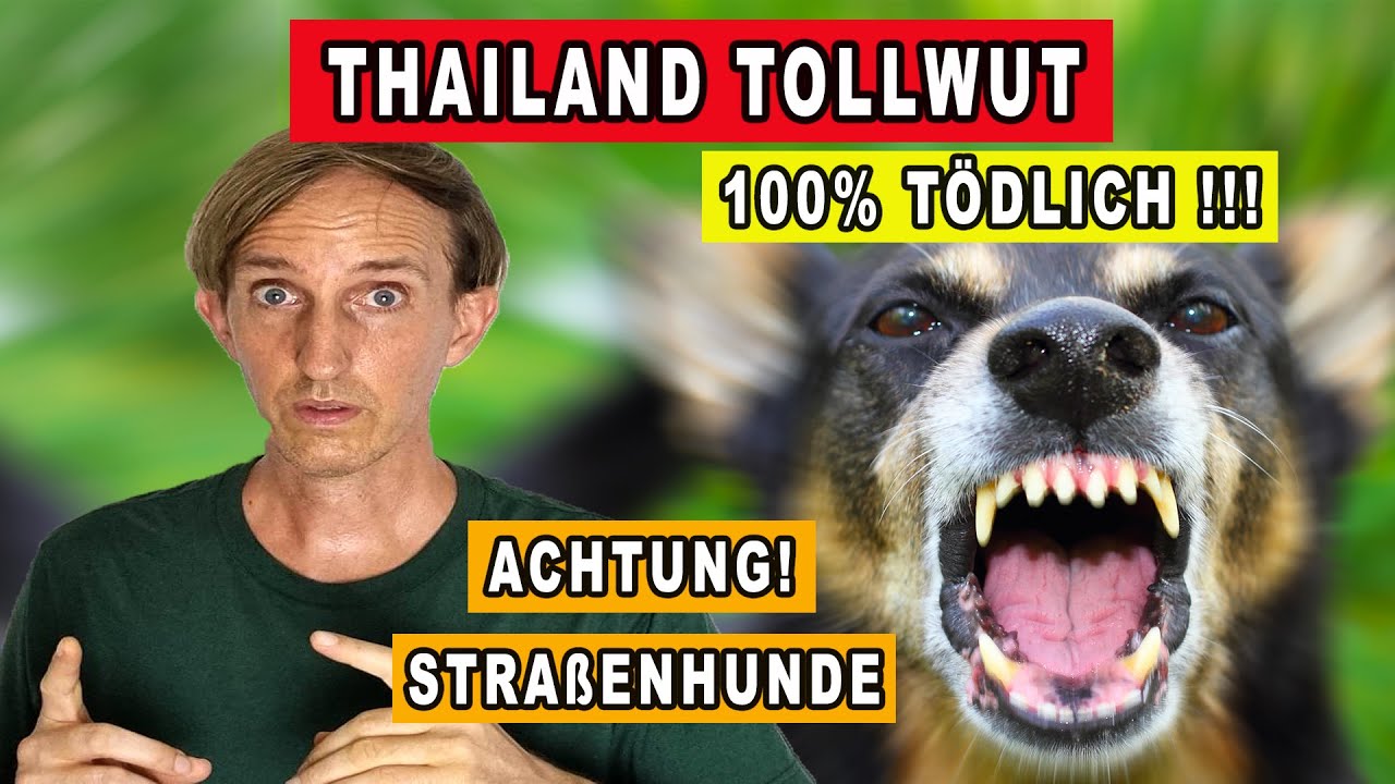 DIE TÖDLICHSTE KRANKHEIT DER WELT IST WEIT VERBREITET IN THAILAND [THAILAND TOLLWUT]