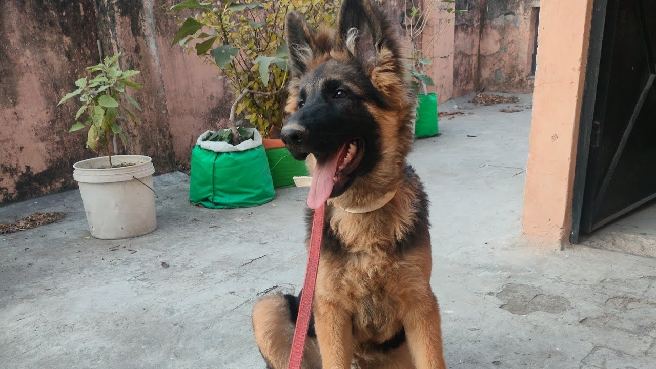 4.5 months german shepherd, Joy 😊#dog #germanshepherd #gsds #pets 