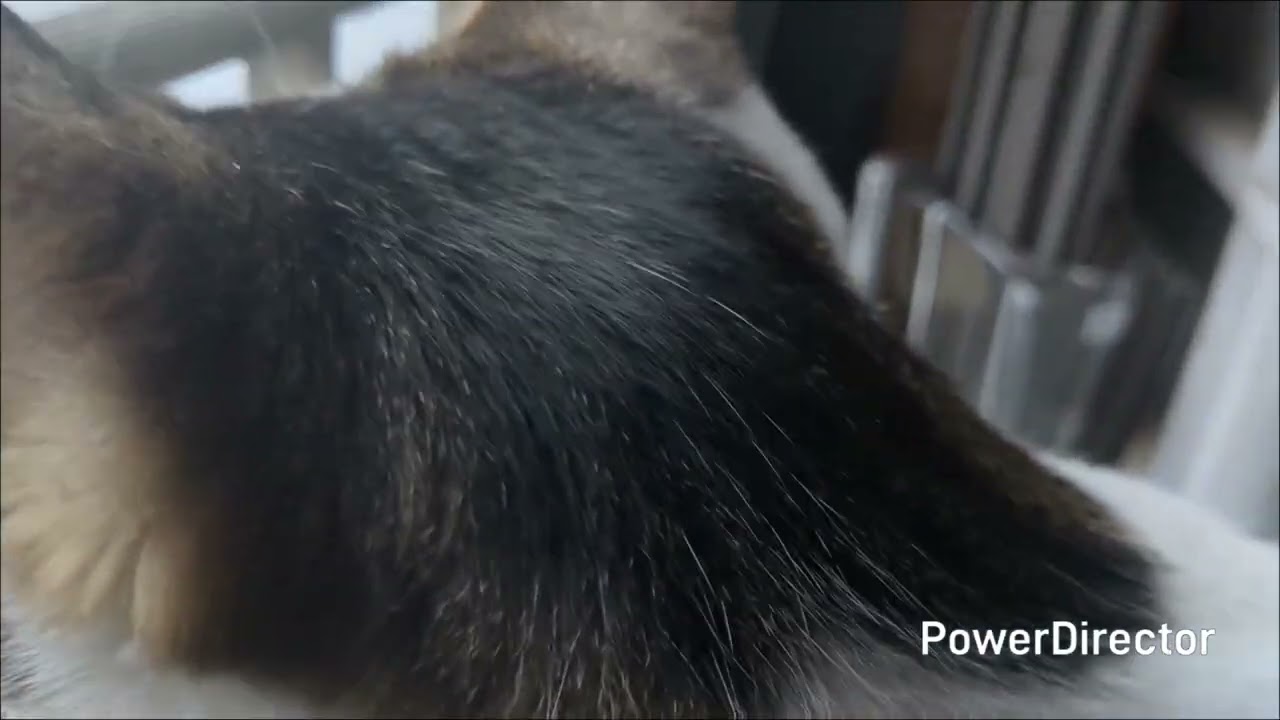 雪解けニャルソックのニャア