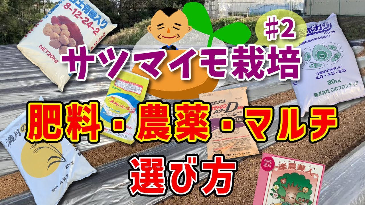 【芋の資材選択】収量性を上げる為に何を使うのか？サツマイモの準備作業　タネのハシモト