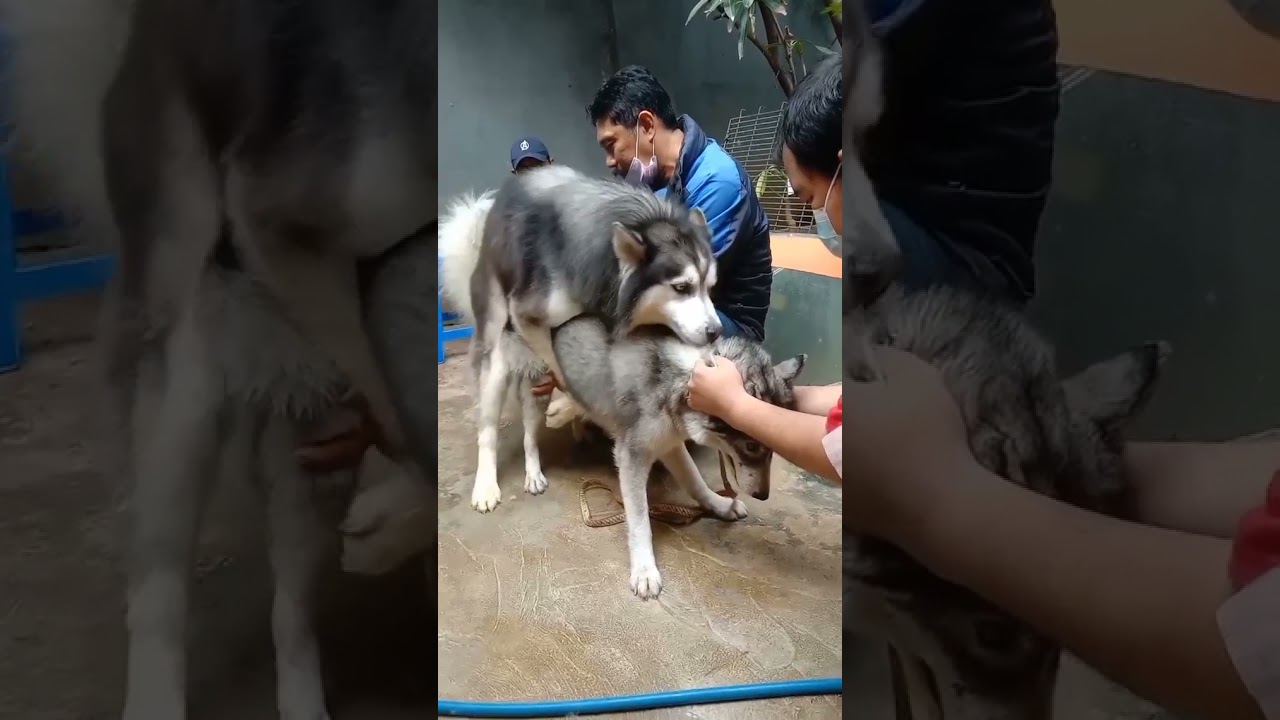 LUCU BANGET!! Pacak Anjing Siberian Husky -Breeder Baik- #PET #LUCU #KEREN #BREEDERBAIK