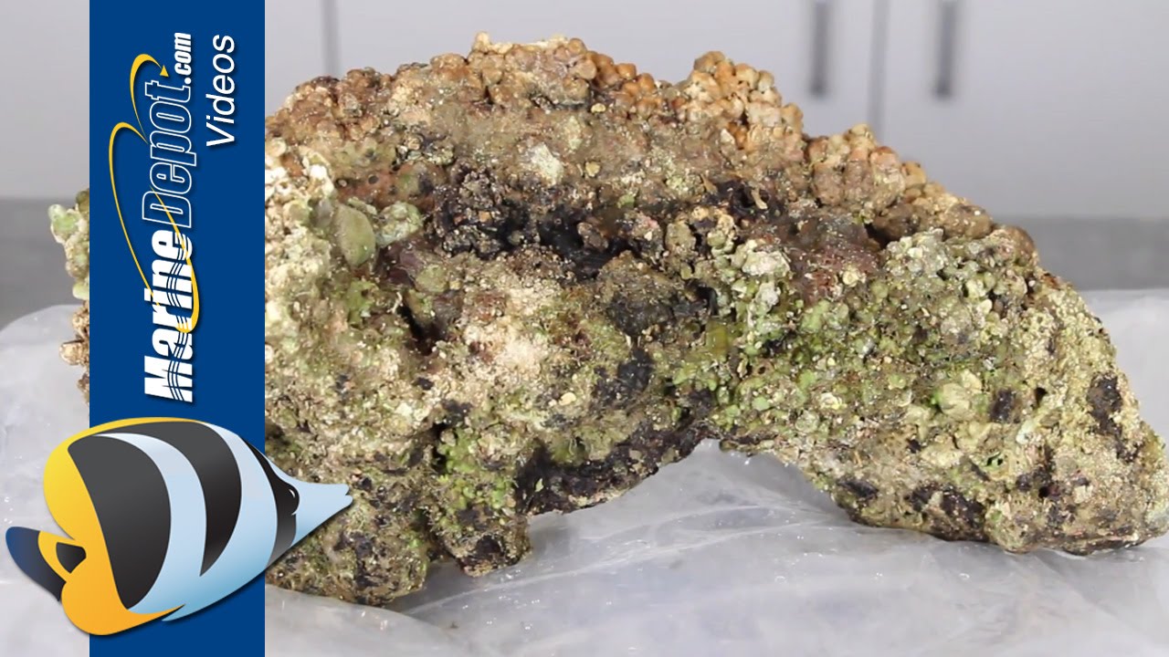 The Best Ways to Cycle Your Reef Aquarium