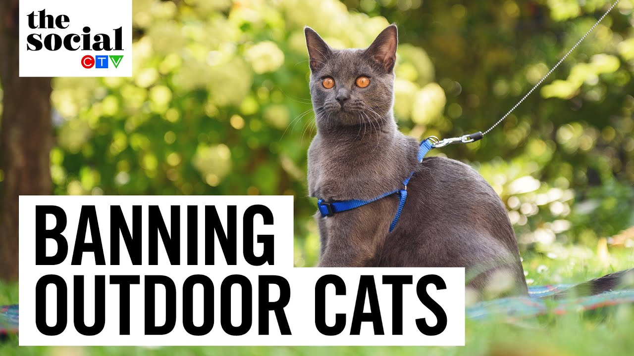 City of Toronto considering a ban on outdoor cats | The Social