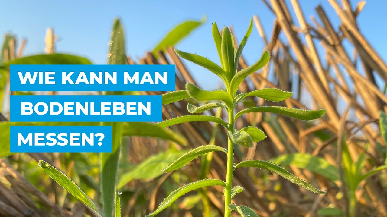 Wie kann man Bodenleben messen?