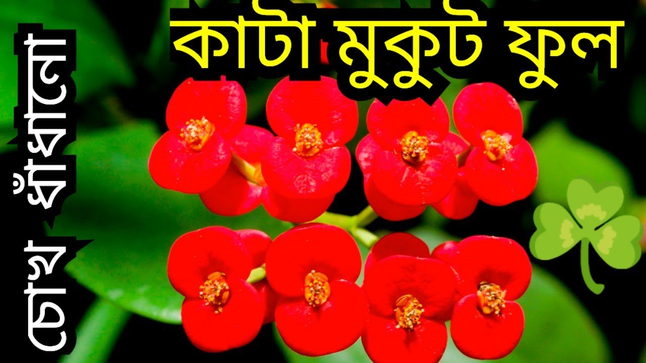 কাটা মুকুট ফুল | Kata Mukut flower | Euphorbia milii, Crown of thorns, Christ plant 