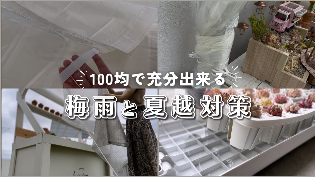 100均で出来る梅雨と夏越し対策 | 多肉植物 | ガーデニング | エケベリア | シェード | succulent | 雨除け