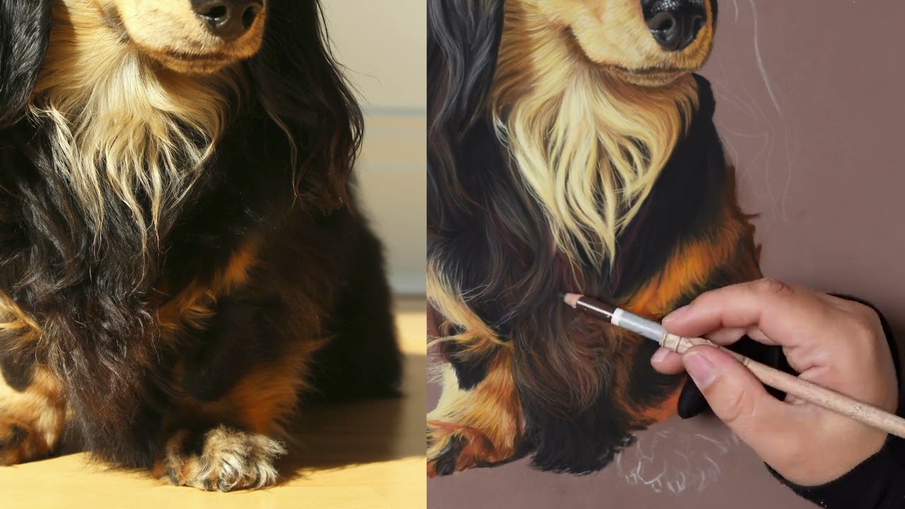 How to draw a Long Haired Dachshund tutorial timelapse   part three