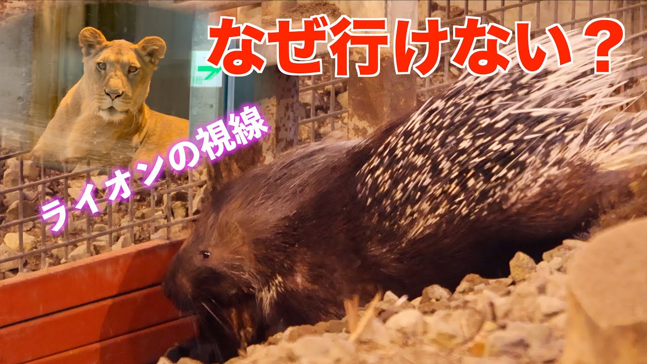 【必死】ライオンに見下ろされ…タテガミヤマアラシ・タータの脱出作戦が切なすぎた　円山動物園　Tata the Crested Porcupine's First New Year