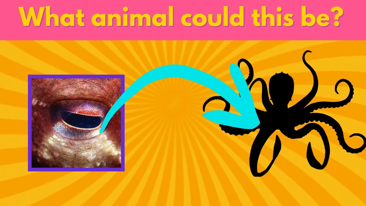 Impossible Quiz! Can you guess the animal from its eyes ?