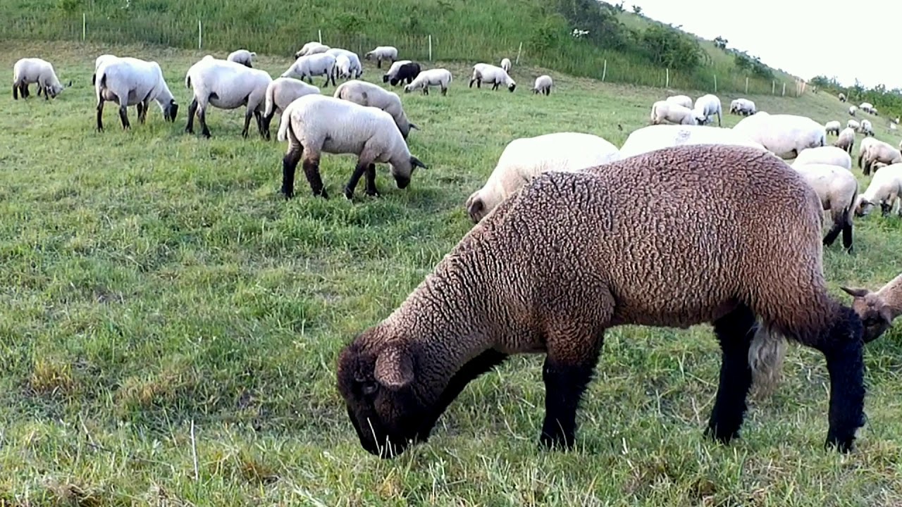 Kronsberg Hannover - Fr&uuml;hlings Idylle