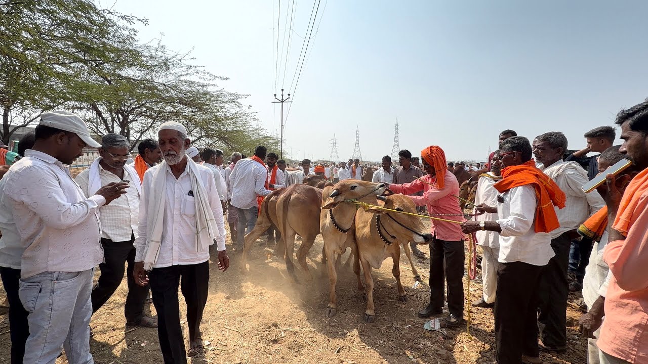 कामठा गाव बैल बाजारात माकने शेठ यांचा फुल पब्लिक सौदा’ (भर गर्दीतील खरेदी-विक्री) 