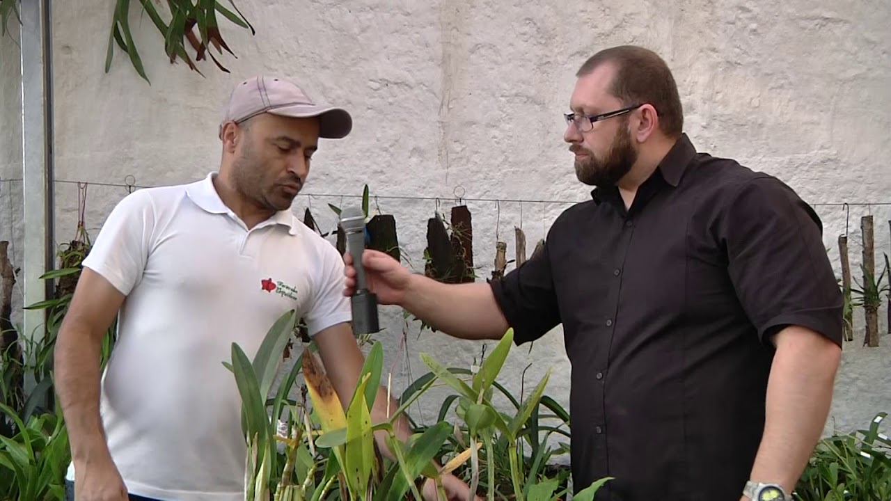 Fungos e bactérias nas orquídeas. O que fazer?