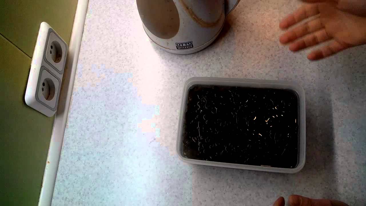 Салат из сушеной морской капусты. Мой идеальный рецепт. (Salad of dried kelp)