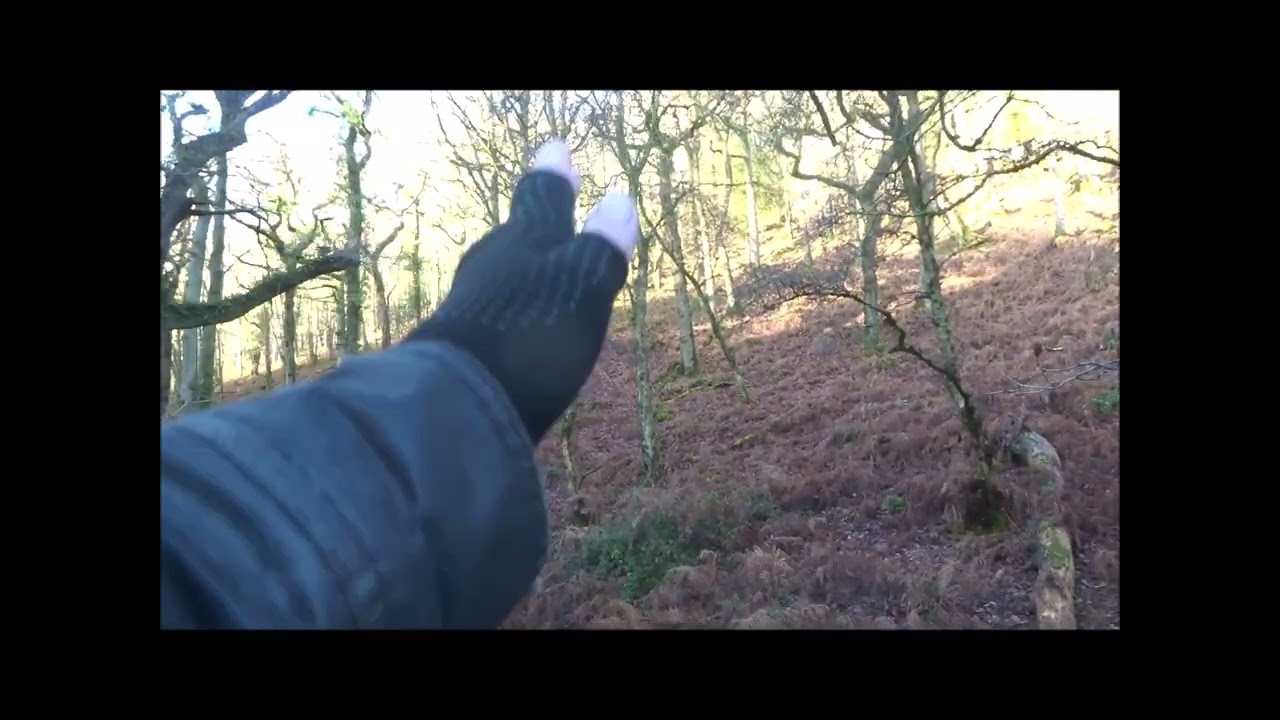 Slaughterhouse Combe Circular Walk, Part III, 'Deeper Into The Combe; by Sheila, November 26th 2024
