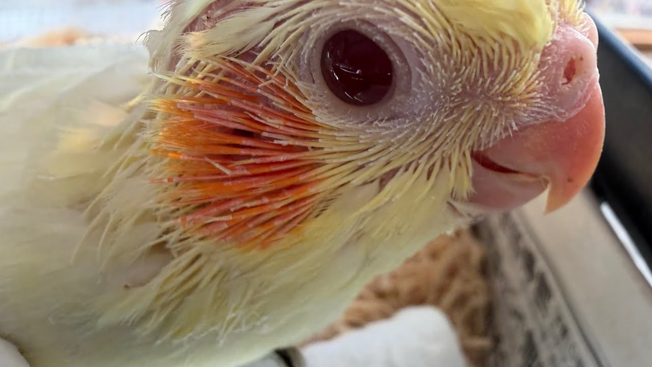 Cockatiels live   雛ちゃんライブ  雑談