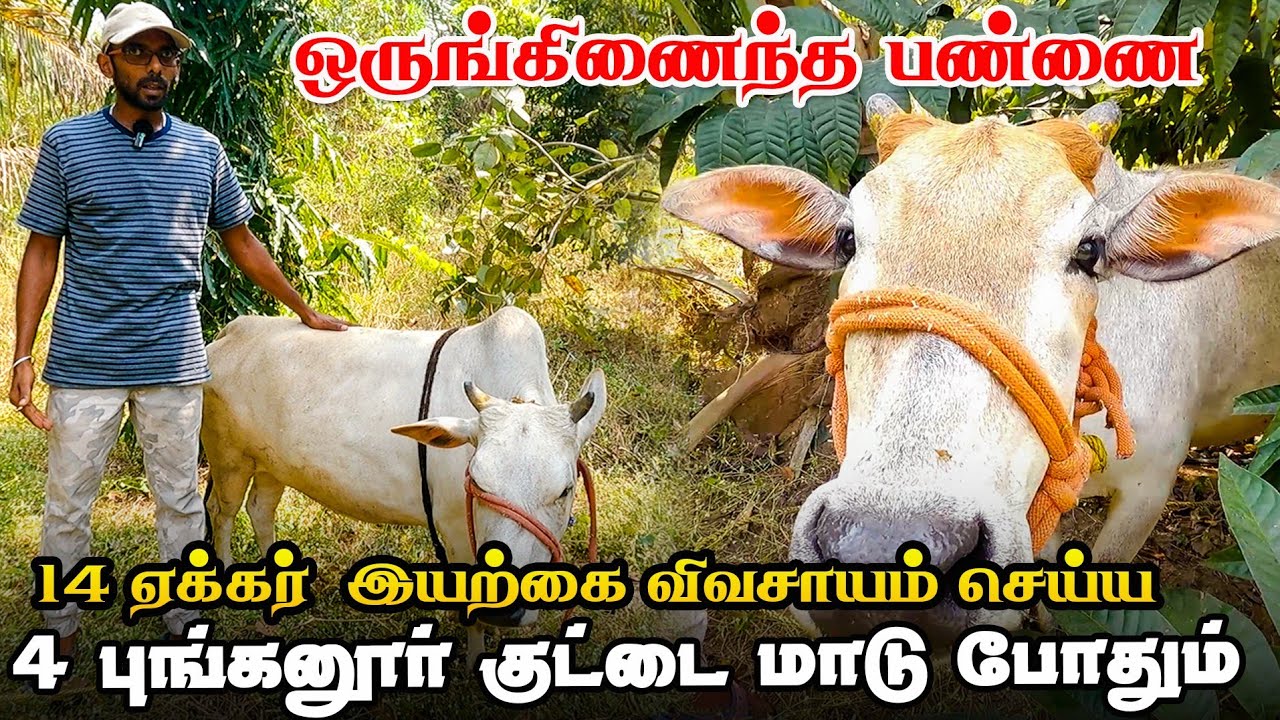 இயற்கை விவசாயத்திற்கு சிறந்த ரகம் | புங்கனூர் குட்டை மாடுகள் | Iyarkai Annai