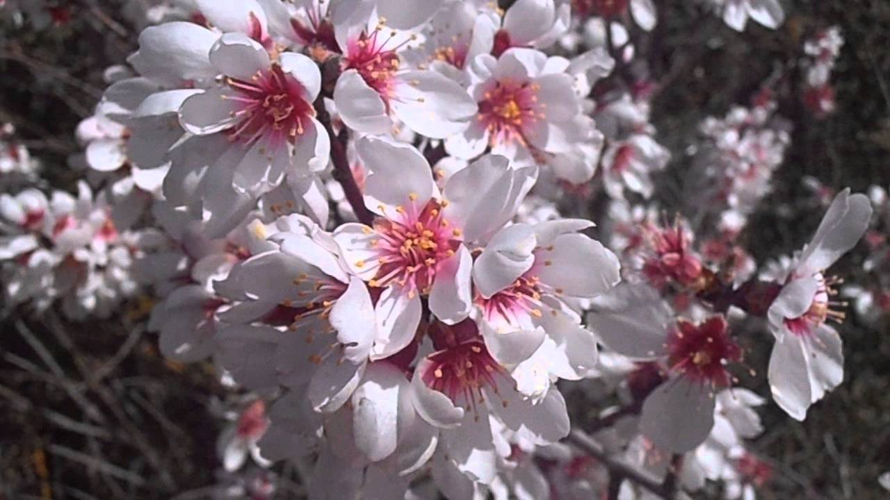 Flores de almendro: Prunus amygdalus (www.riomoros.com)