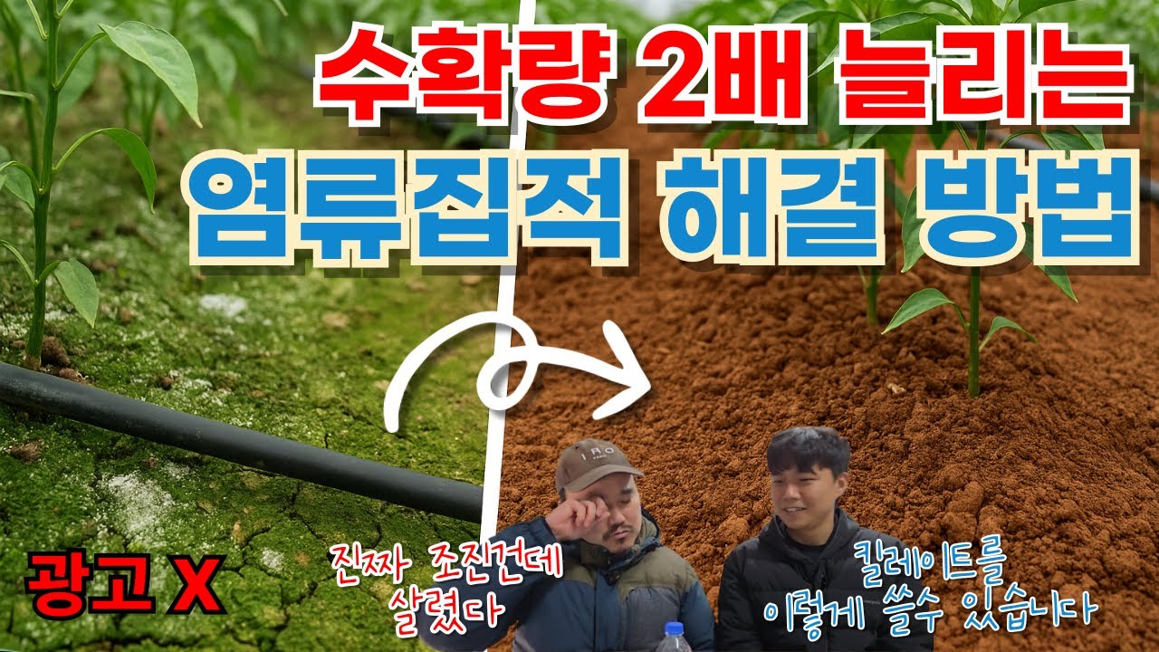 염류집적 이렇게 해결하시면 수확량 2배 늘어납니다 | 킬레이트 사용방법 | 농업 전문가가 알려주는 킬레이트 3편