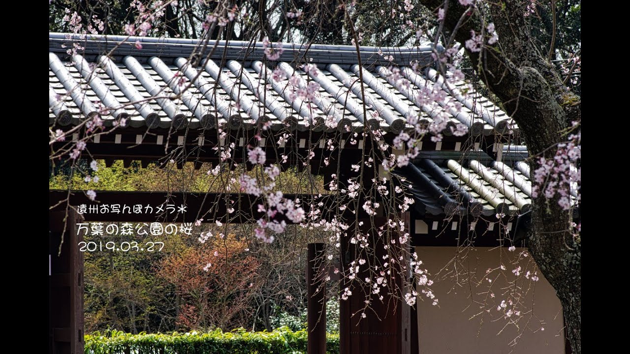 遠州お写んぽカメラ＊万葉の森公園と不動寺の桜