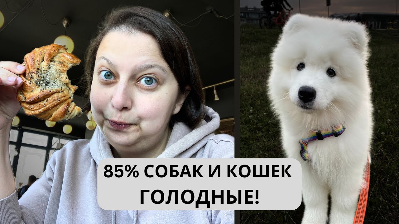 Как понять, что ваша собака не наедается? Ваша собака ДОЛЖНА быть СЫТОЙ, ДОВОЛЬНОЙ и СТРОЙНОЙ!