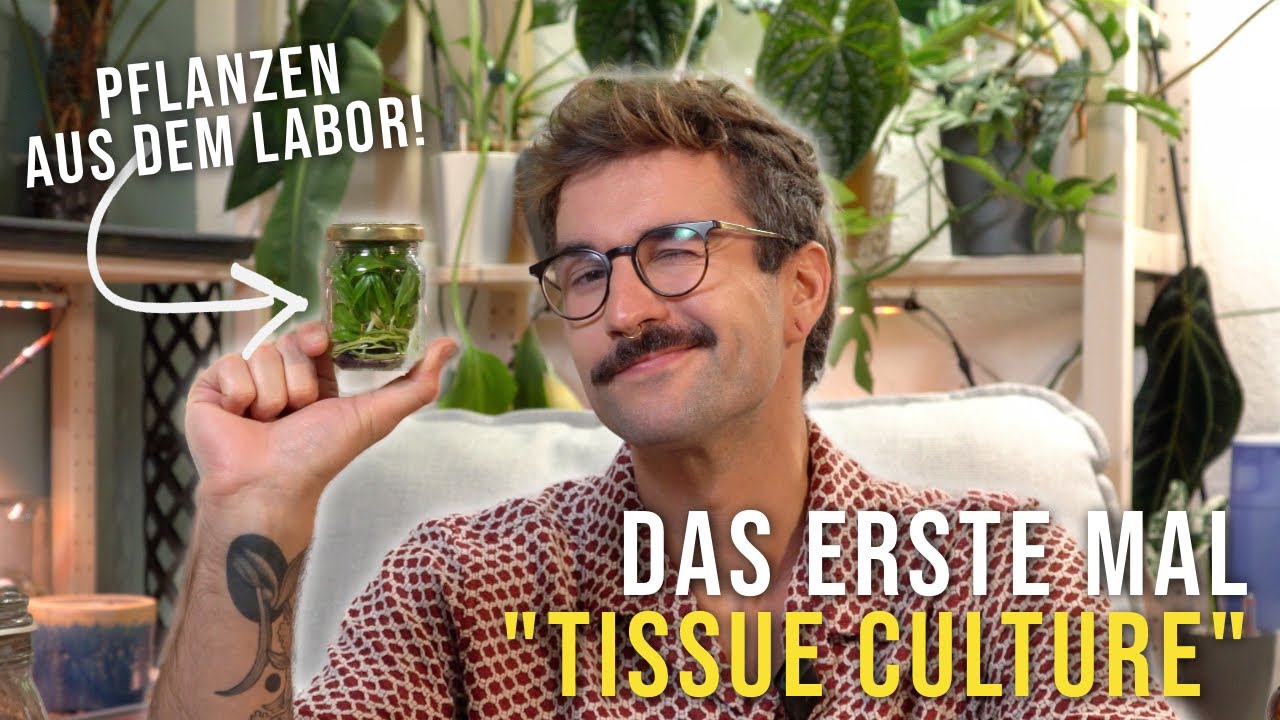Ich topfe Pflanzen aus dem Labor um! 