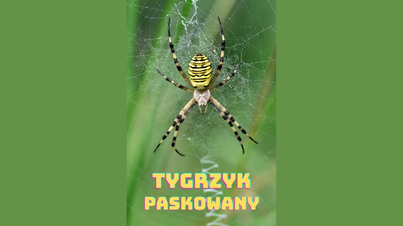 Preparacja tygrzyka paskowanego