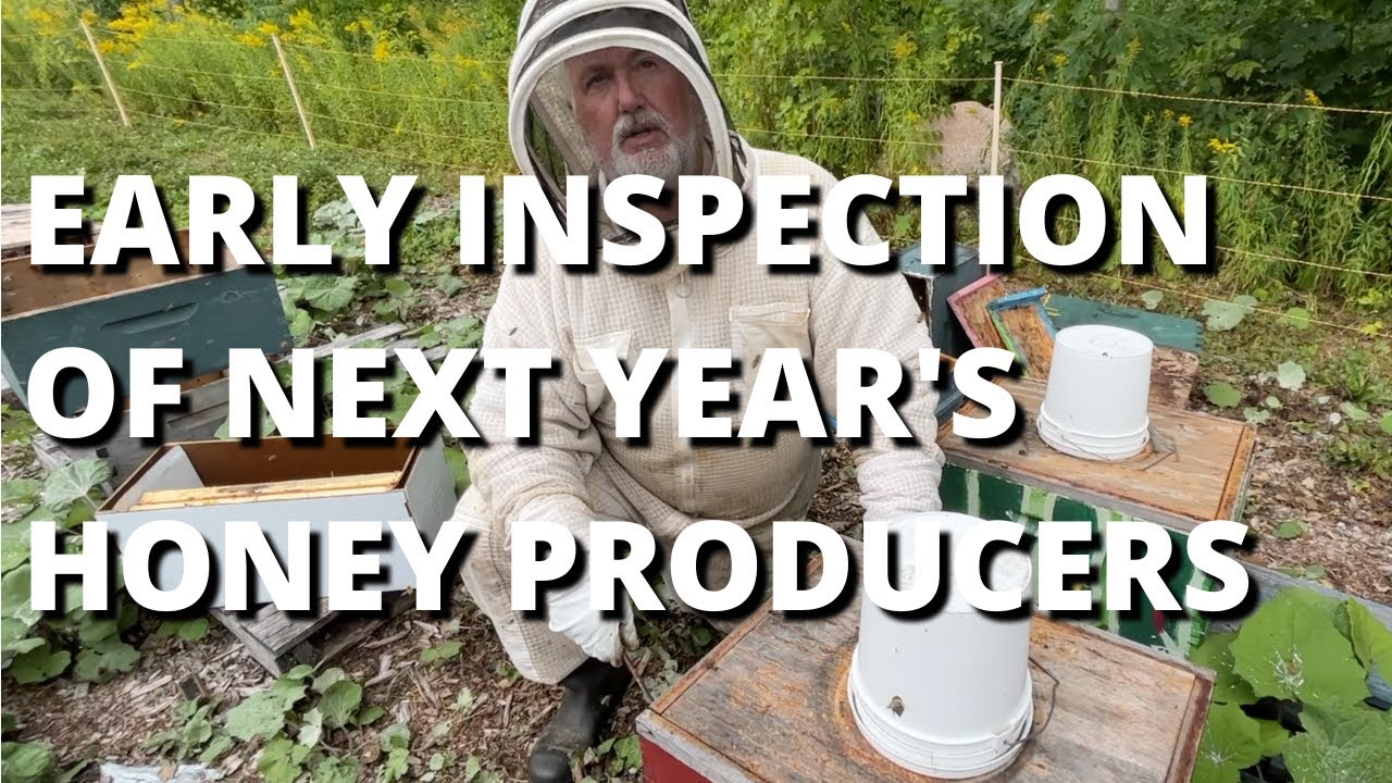Early inspection of next year's honey producers