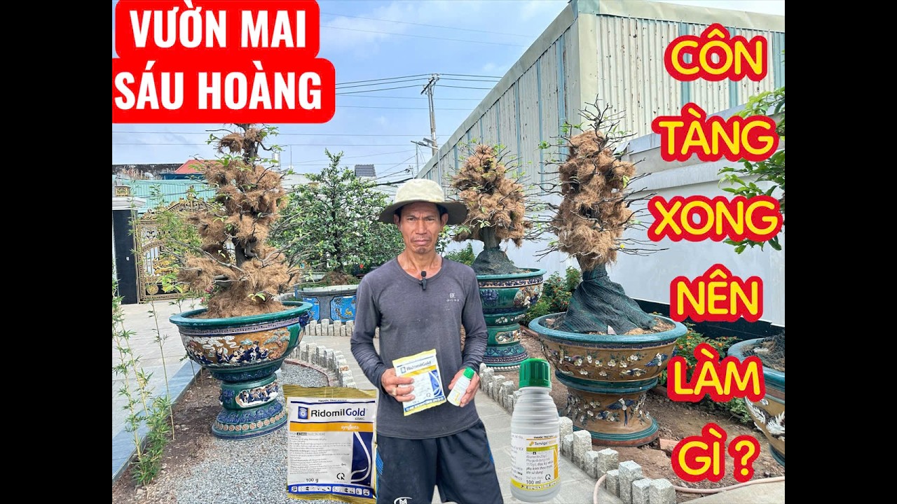 NGHỆ NHÂN SÁU HOÀNG CHIA SẼ CÁCH ĐI PHÂN THUỐC SAU KHI CÔN TÀNG