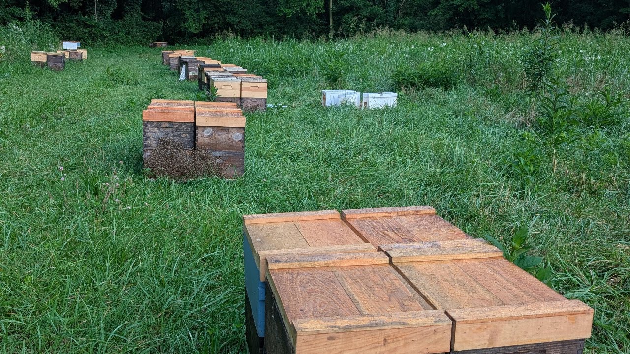 August Tips for Beekeepers – Live Q&A with Kamon Reynolds