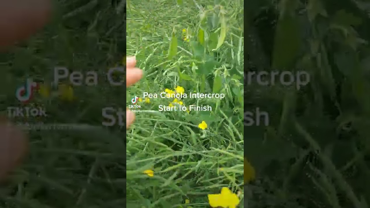 Growing Pea Canola Intercrops Start To Finish