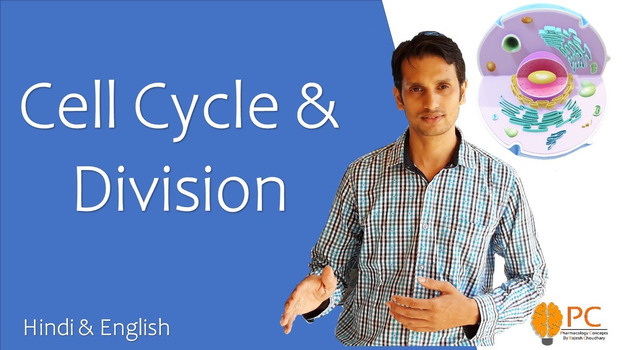 Cell Cycle And Cell Division | Mitosis & Meiosis