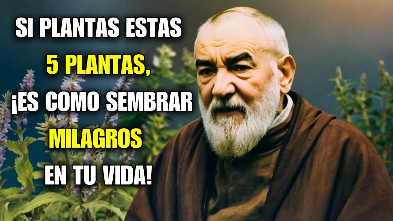 PADRE P&Iacute;O: PLANTA ESTAS 5 PLANTAS PODEROSAS EN TU CASA HOY&hellip; &iexcl;ES COMO SEMBRAR MILAGROS EN TU VIDA!