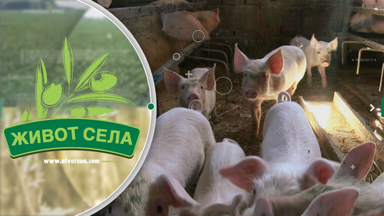 Nastupilo zatišje na farmama svinja, opala potražnja za prasićima, ali cijene se i dalje drže