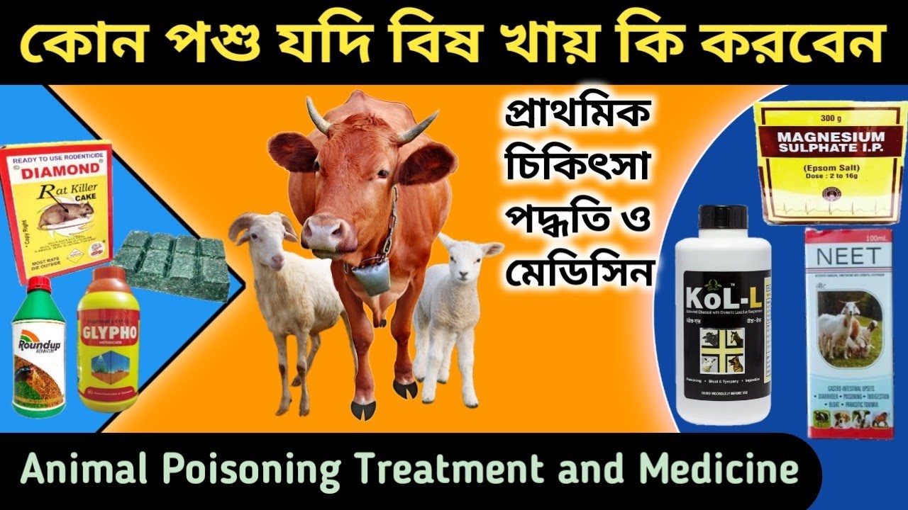 ছাগল ও গরুর বিষ খাওয়ার প্রাথমিক চিকিৎসা || Animal Poisoning Treatment and Medicine