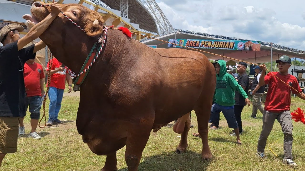 SAPI KELAS EXTRIM PANAS SAMPAI DI KASIH ES BATU KONTES APPSI JEMBER‼️