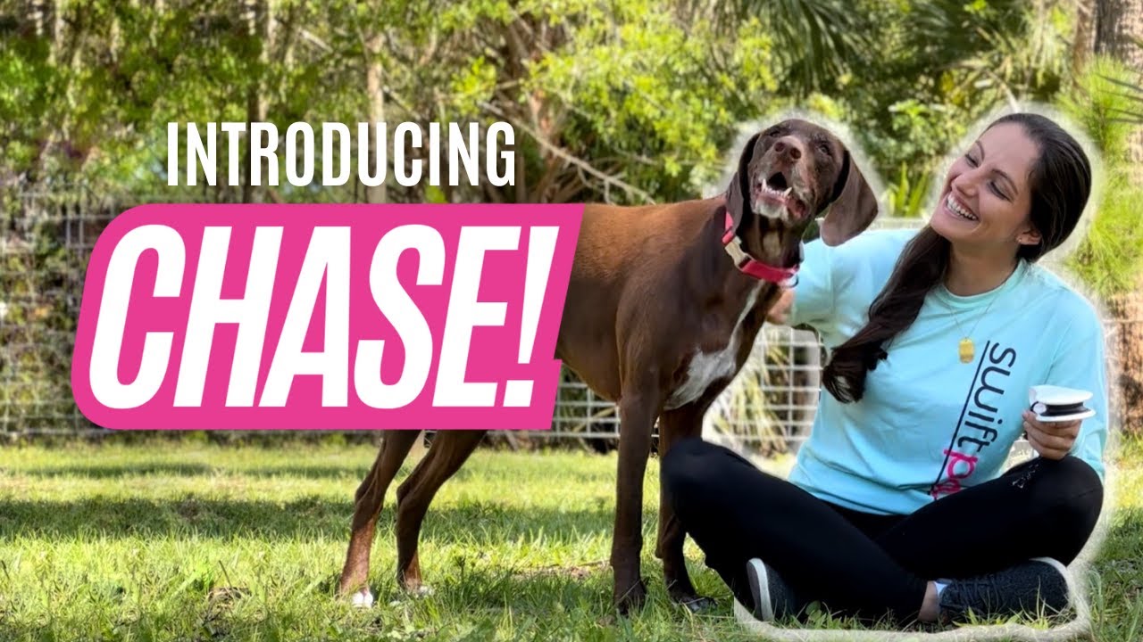 Introducing Chase!