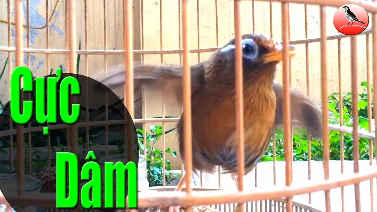 Họa mi mái xùy buổi sáng tại Lạng Sơn! Thúc trống cực hiệu quả nghe là hót