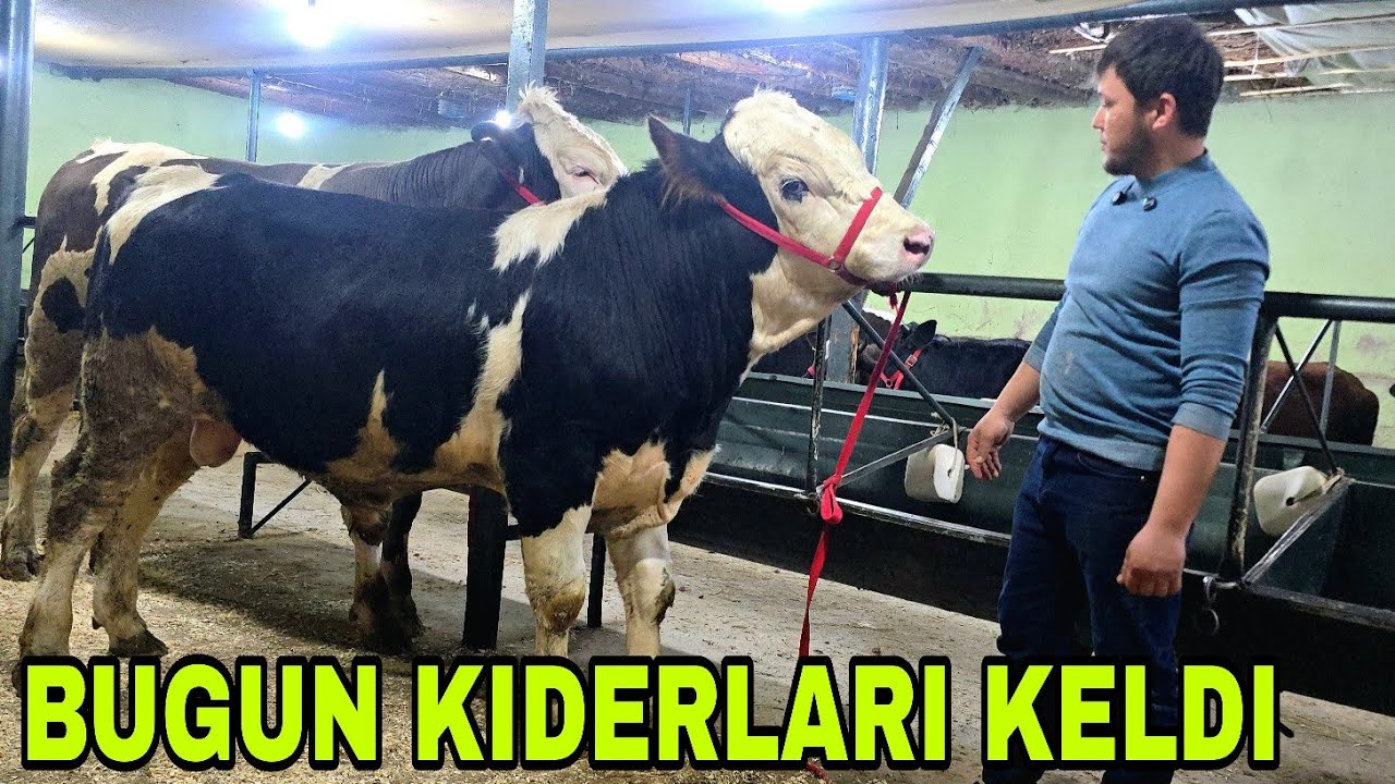 Xalq arzonchisi Shamshodjonga bugun bo'gozlar lider buqalar keldi 16 марта 2026 г.