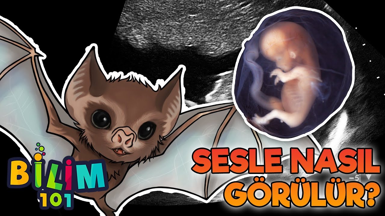 Sesle Nasıl Görülür?