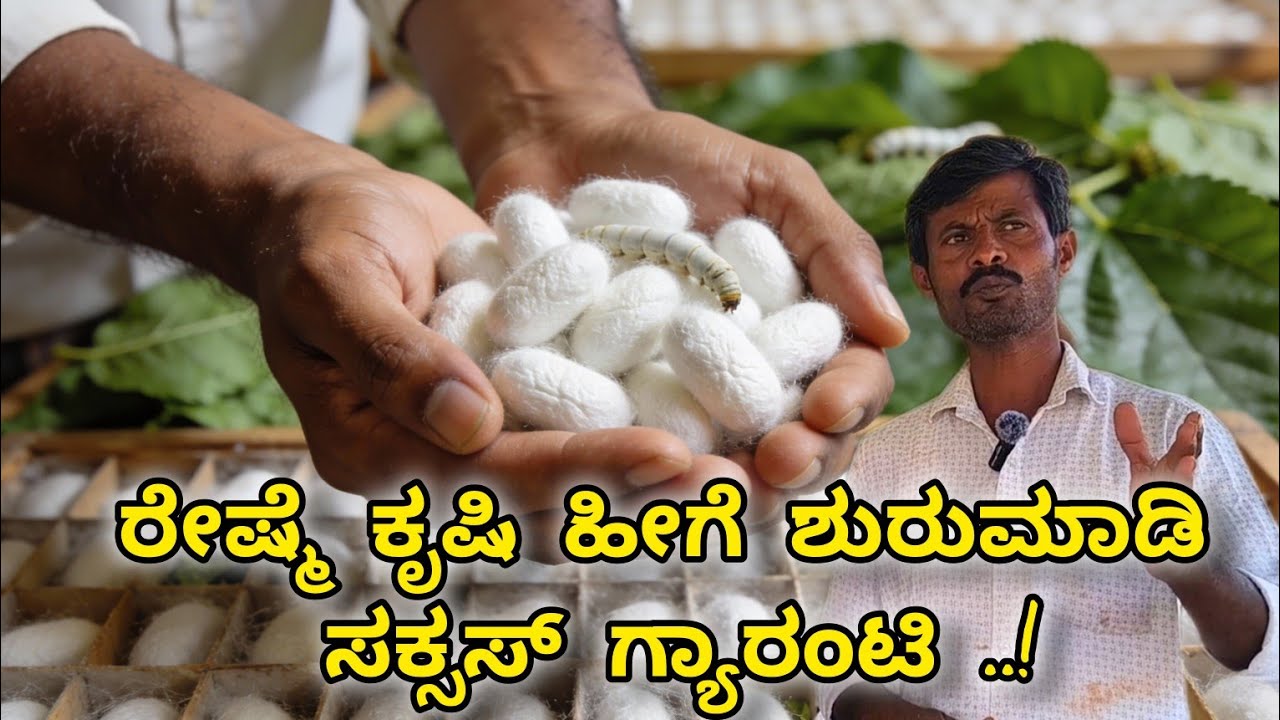 ರೇಷ್ಮೆ ಕೃಷಿ ಹೀಗೆ ಶುರುಮಾಡಿ ಸಕ್ಸಸ್ ಗ್ಯಾರಂಟಿ. That way of Start sericulture Success is guarantee