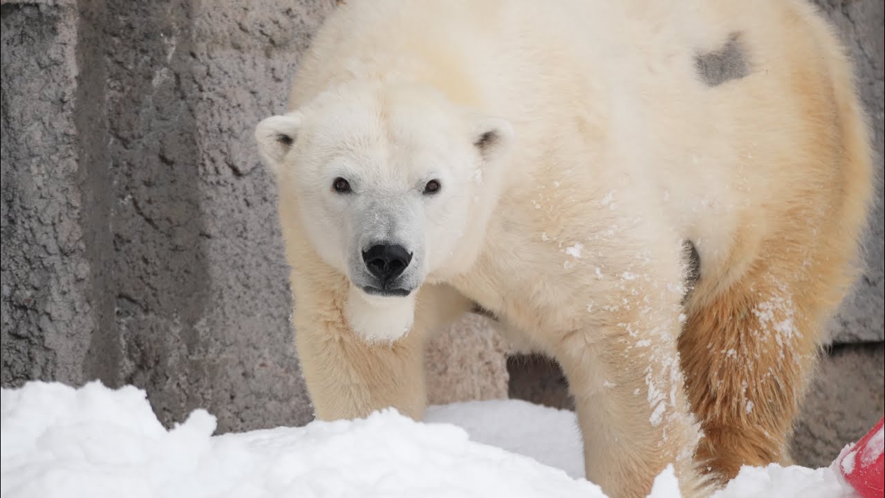 2026 2 11 円山動物園 リラ ライト ララ