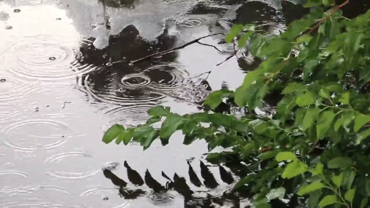 Rain in Nature 10 Hours 🌧️ Relaxing Natural Rain Sounds (No Music)