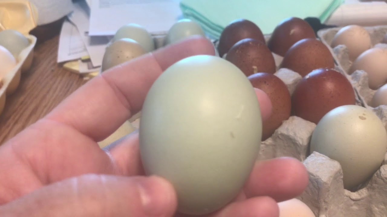 Breeding Chickens for Egg Color