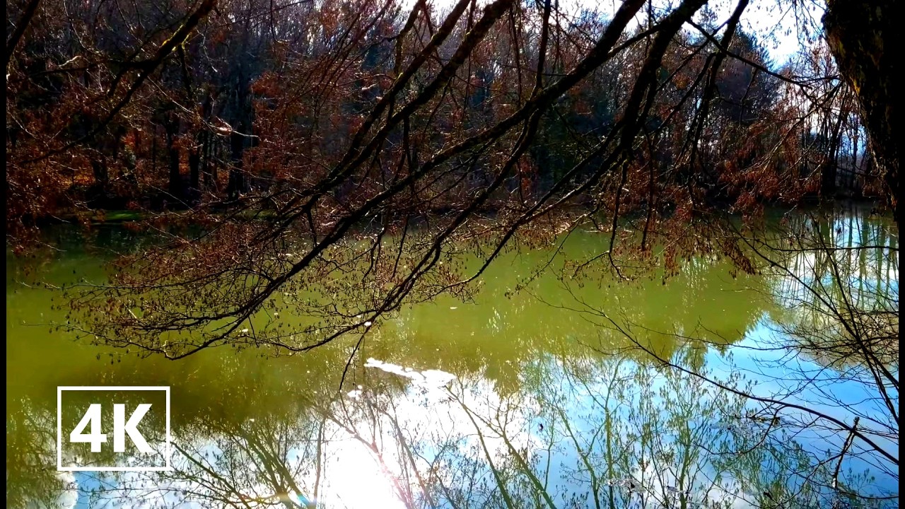 4K Winter Forest Walk | Crunchy Leaves & Bird Songs | Étangs des Princes