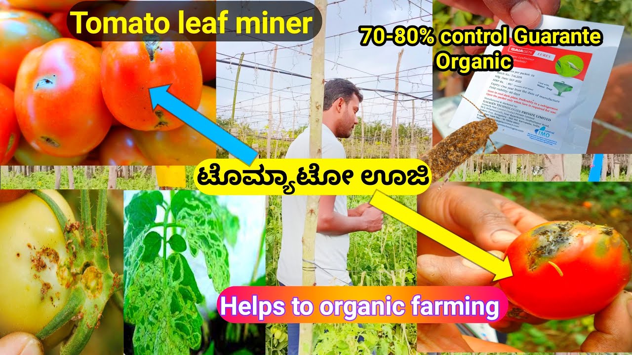 Tomato || ಊಜಿ || ಟೊಮ್ಯಾಟೋ ಊಜಿ ||Tuta absoluta || Control using Gaiagen Lura 70% || organic farming