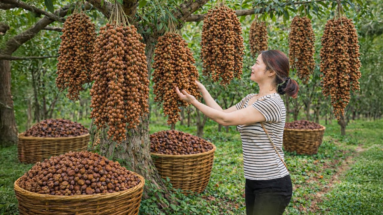 Harvesting Exotic Berries in Forest, How to Soak, Process & Sell Out This Forest Delicacy at Market